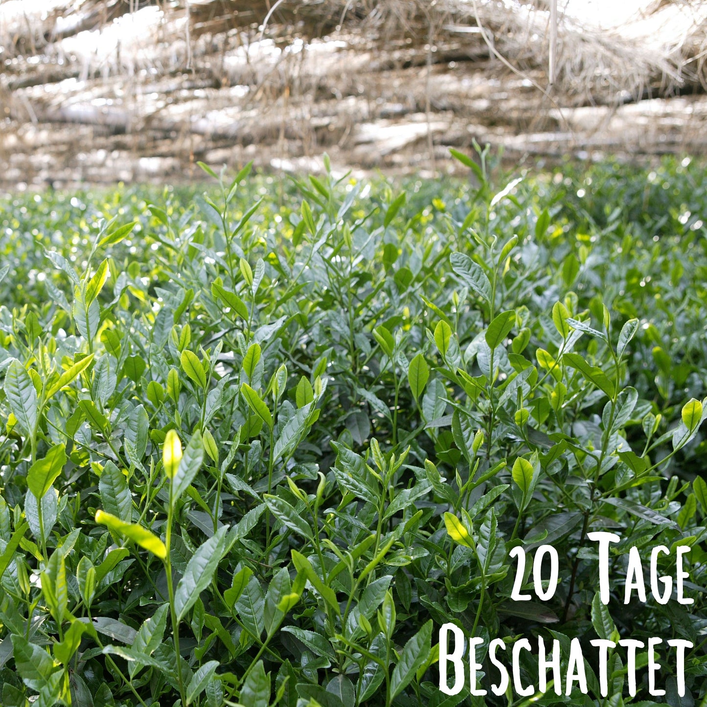 Grüner Tee - Bio Gyokuro Tokiwa