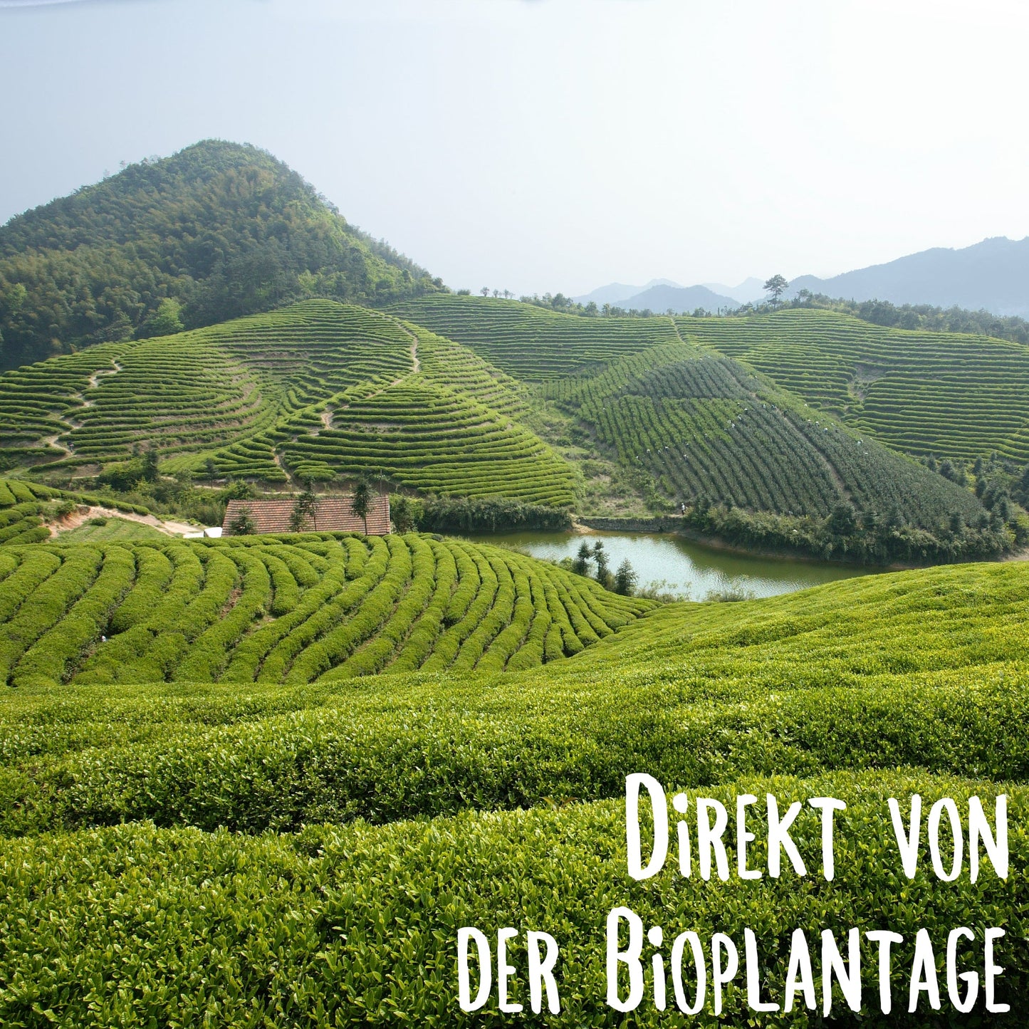 Grüner Tee - Bio Gyokuro Tokiwa