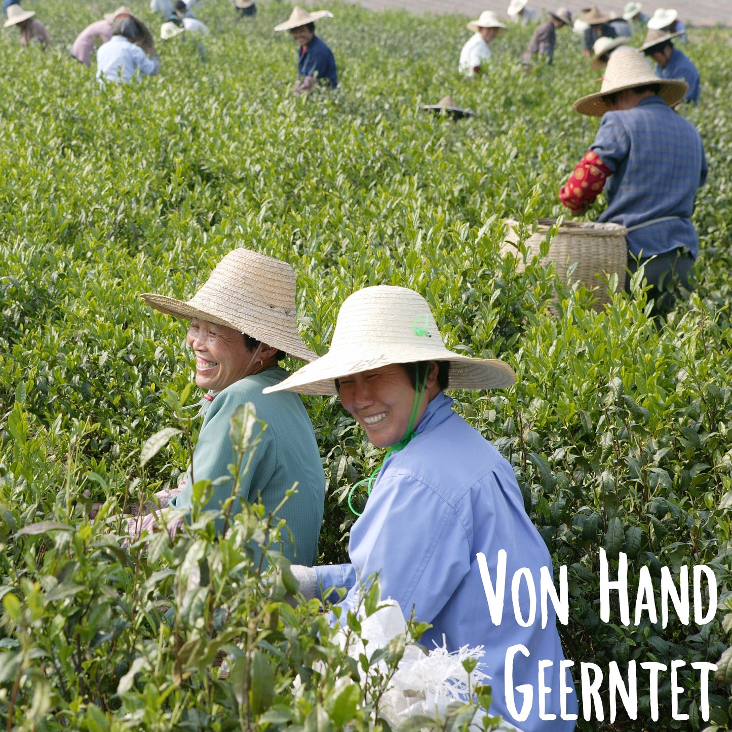 Grüner Tee - Bio Gyokuro Tokiwa