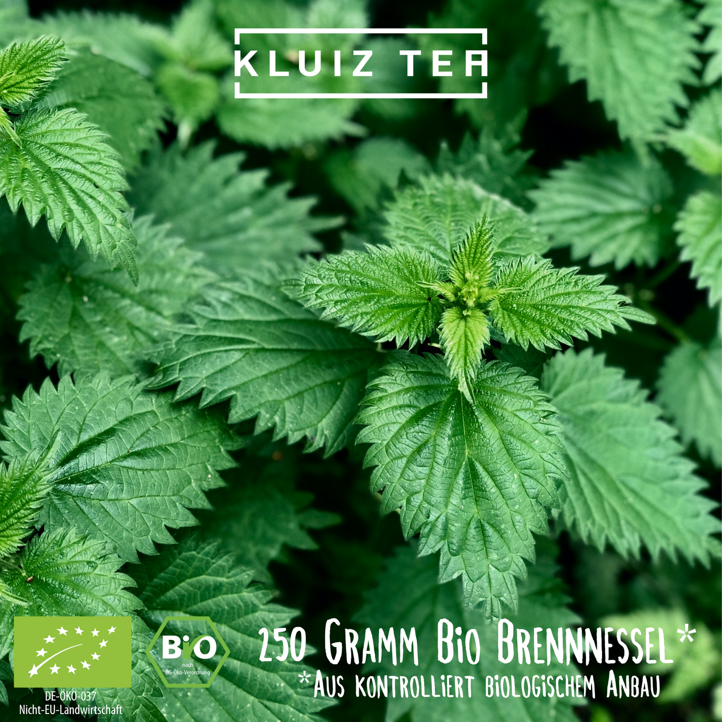 Brennnesseltee Bio